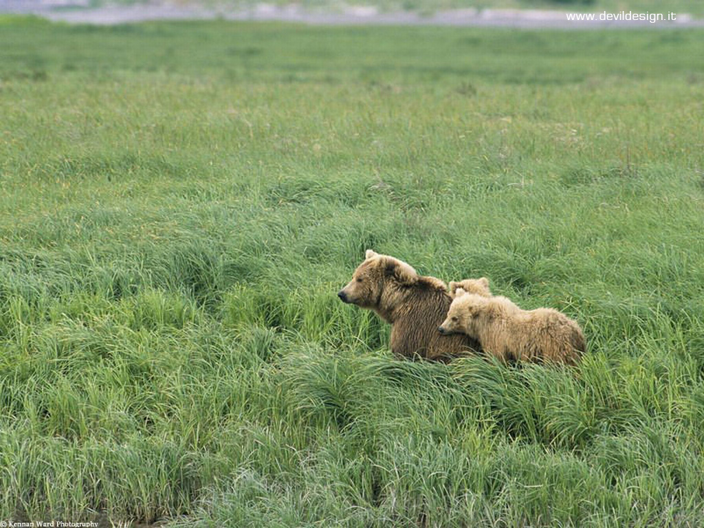 Momma and Her Cubs, Brown Bears, Alaska copia